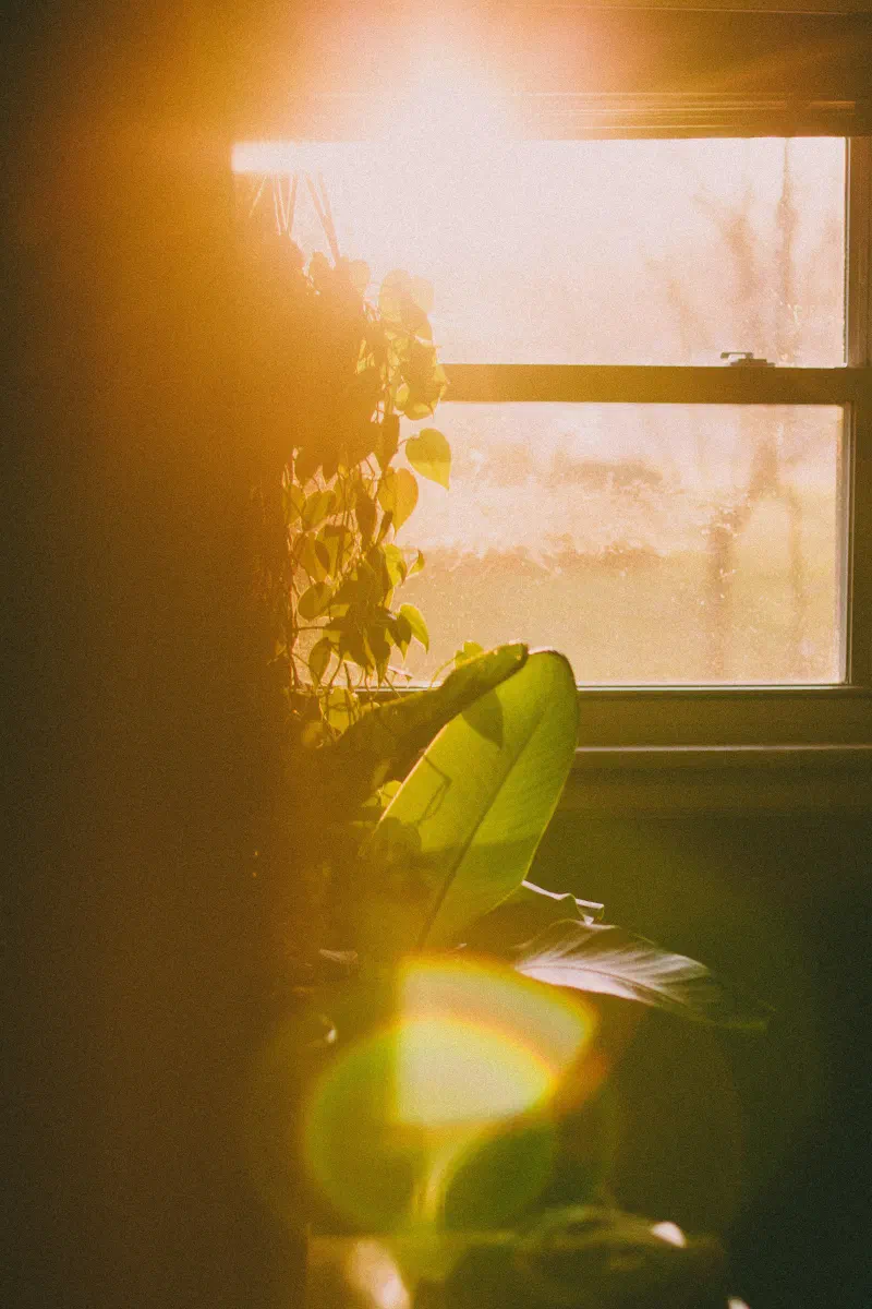 Luz do sol entrando por uma janela, iluminando plantas