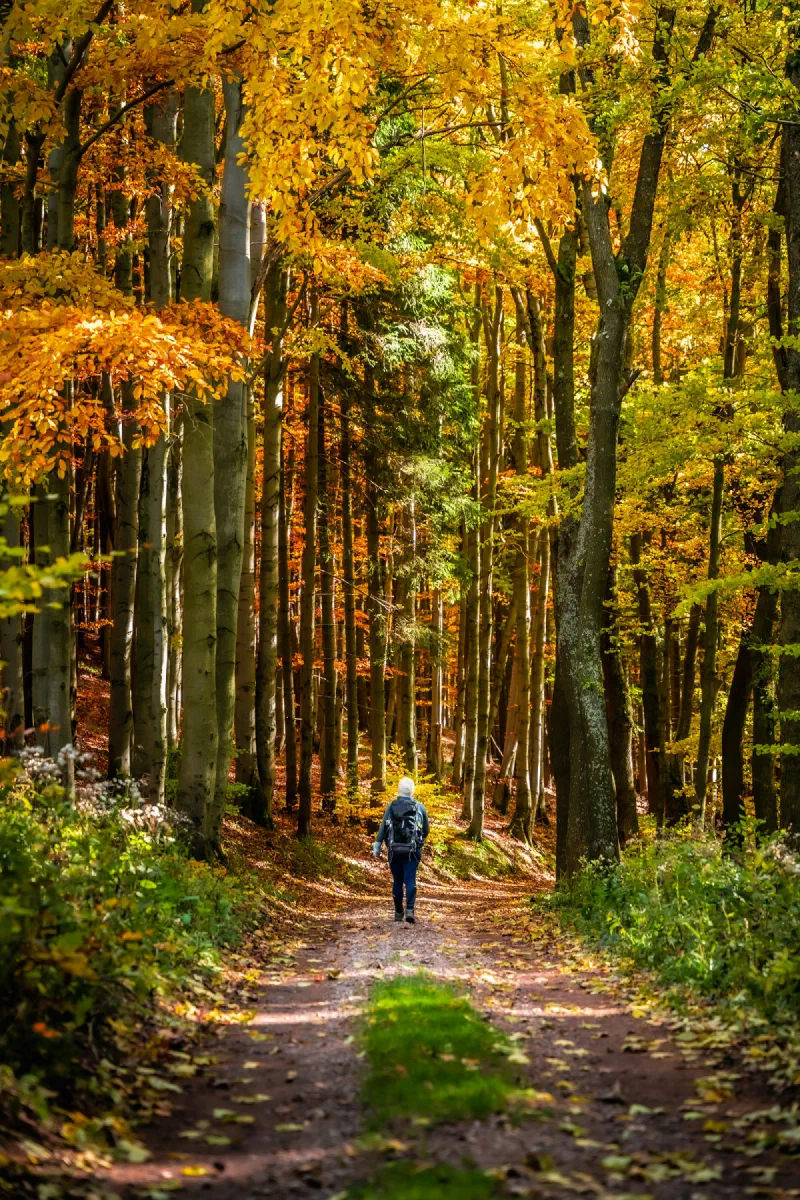 Pessoa caminhando sozinha por uma trilha em uma floresta de outono